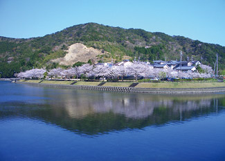 片上池の桜