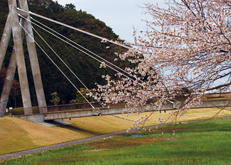 大白公園の桜