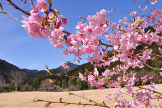 種まき権兵衛の里の桜