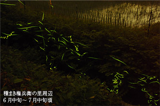 ホタル観察